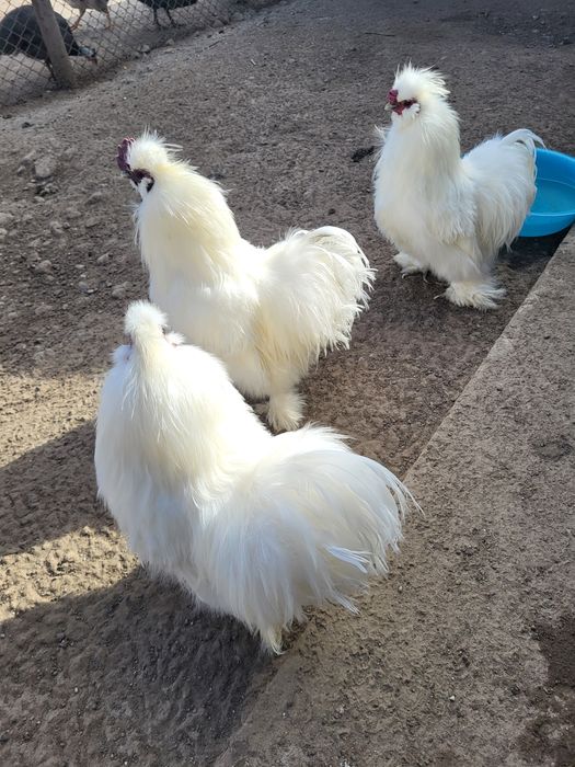 Vând cocoși albi de Mătase japoneză