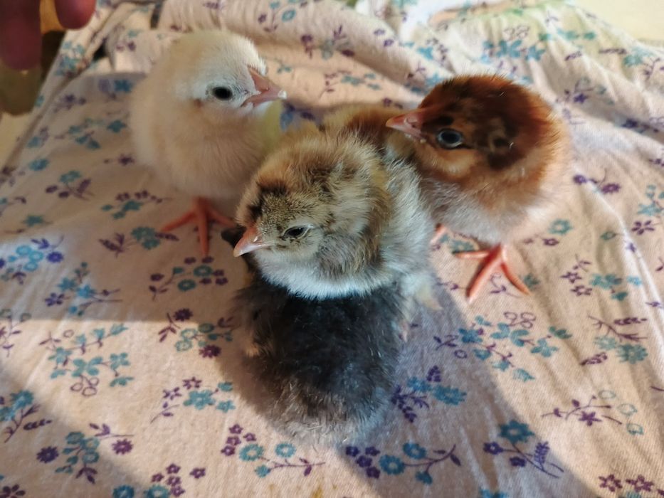 Продам суточных цыплят