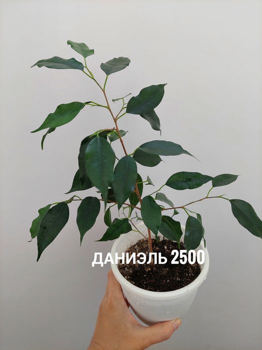 Комнатные растения