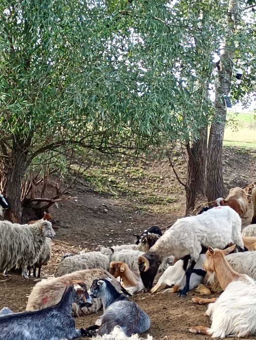 De vanzare Oi!Pretul la fatsa locului