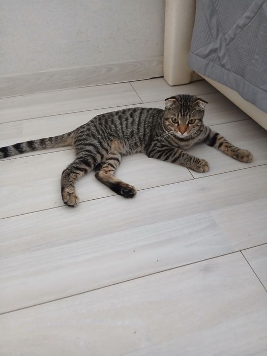 Отдам котёнка добрые руки