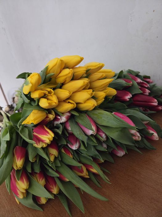 Шикарные Тюльпаны