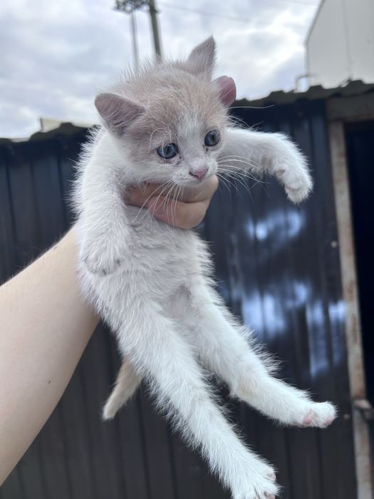 Отдам котят в добрые руки