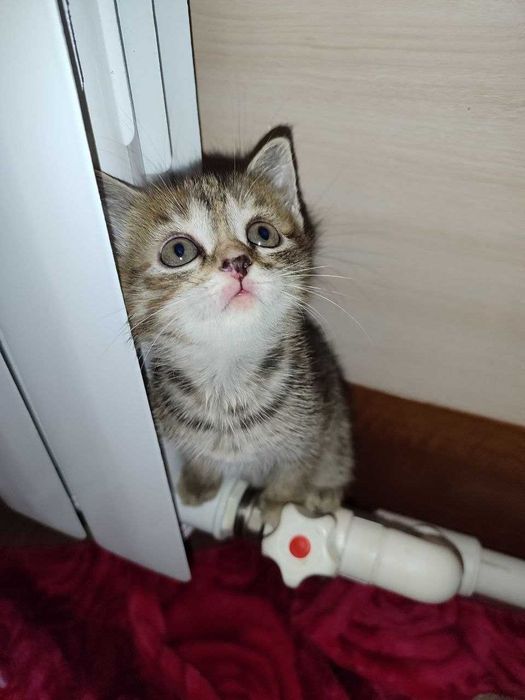 Отдам милых котят