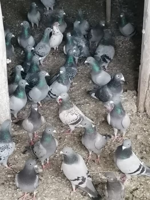 De vanzare porumbei voiajori
