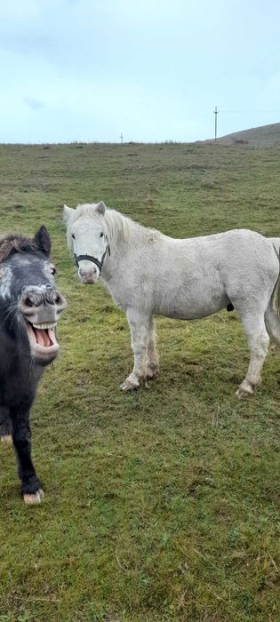 Poneii armăsar cu hamuri și căruță!