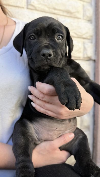 Italian Cane Corso