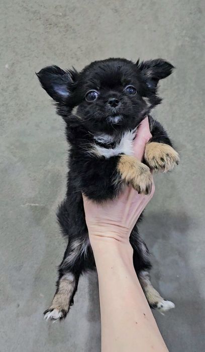 Мини девочка чихуахуа