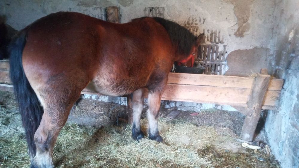 Mânză de vânzare sau schimb cu vaci vitei ,crapator/despicator de lemn