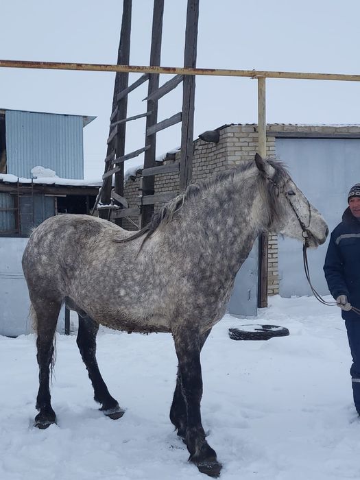 Продаем айғыра..