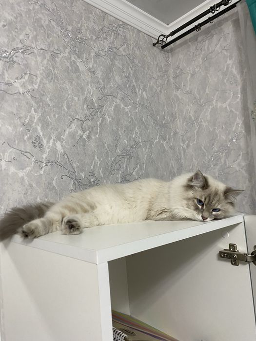 Кошечка Юки 9-10 месяцев