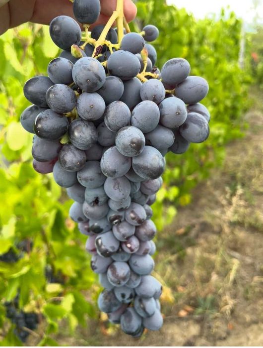 Struguri de masa Romanesti - Jud Prahova / Com Tataru / Sat Podgoria