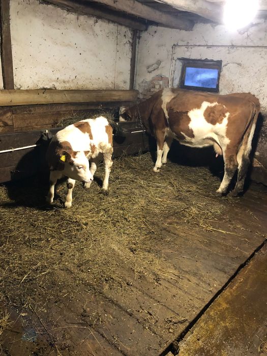 Vând vaca cu vițel