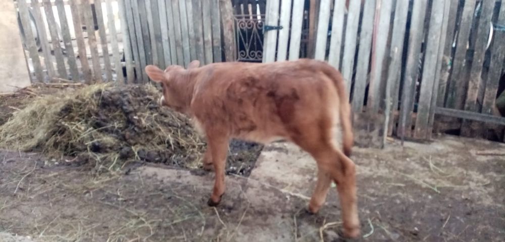 Vitea Baltata Romaneasca