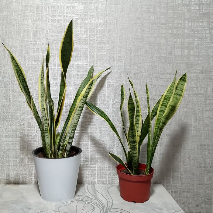 Цветок "Сансевиерия Лауренти"