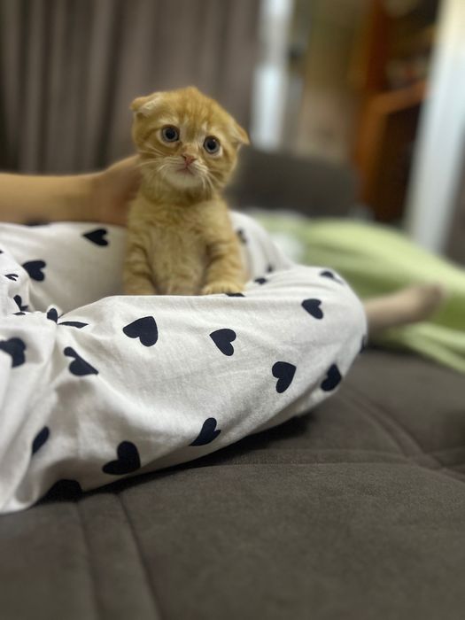 Рыжий вислоухий котенок