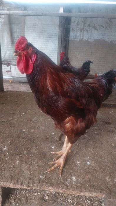 Кизил ху́розлар сотилади... 250 бор...