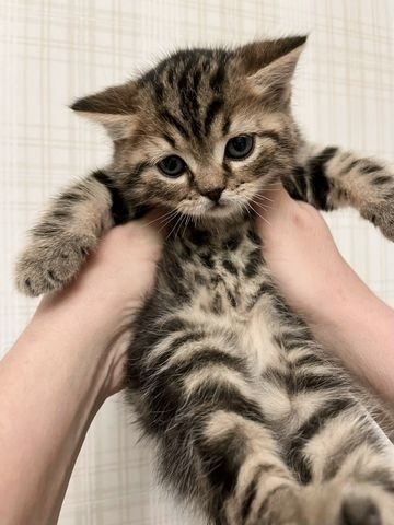 Британские котята