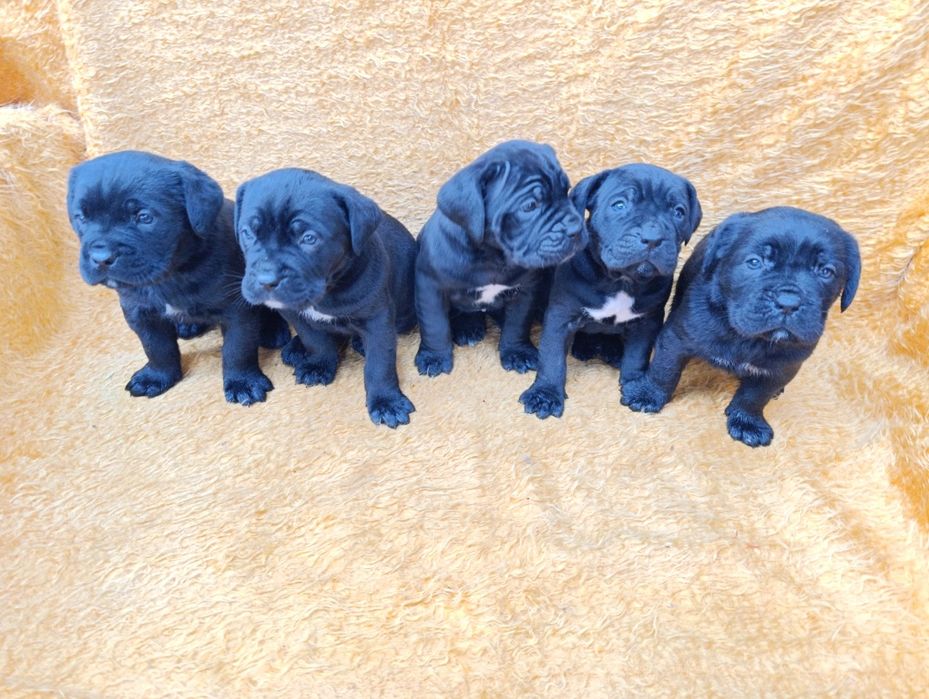 Кане Корсо с Паспорт !