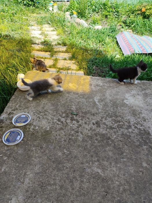 Котята от крысоловки.