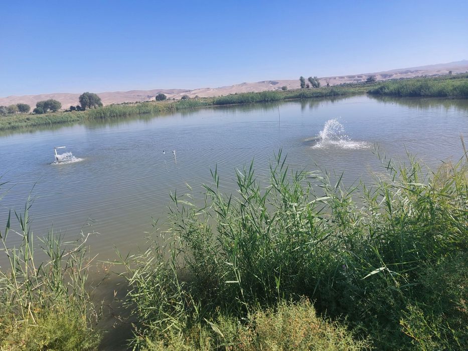 Baliqchilik uchun mujjalangan xo'jalik maydoni sotiladi 6 gektar