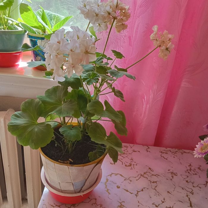 Продам белая герань