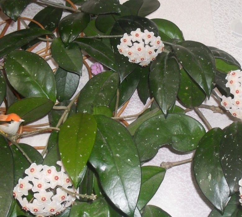 Цветок  Плющ восковой