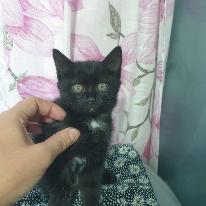 Котята от породистых родителей