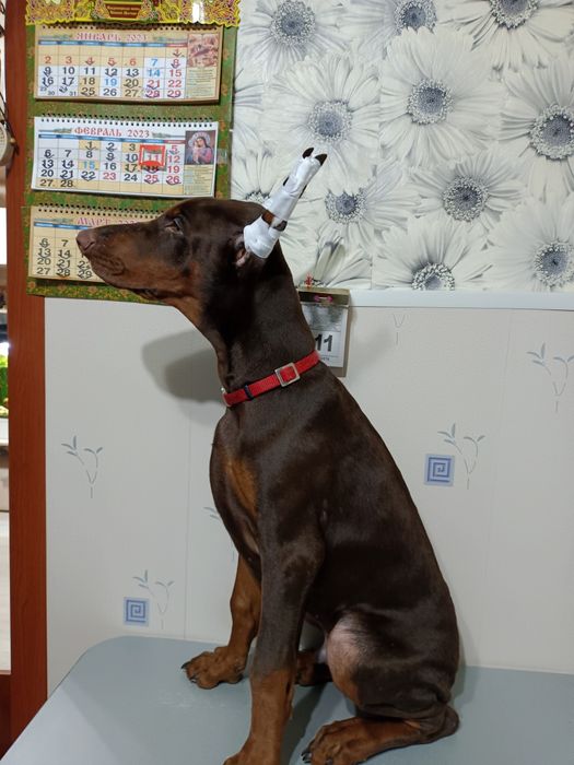 Продажа щенков добермана