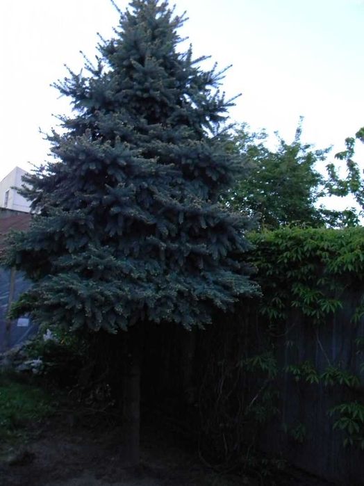 Brad Argintiu 5 metri pentru Craciun sau replantare