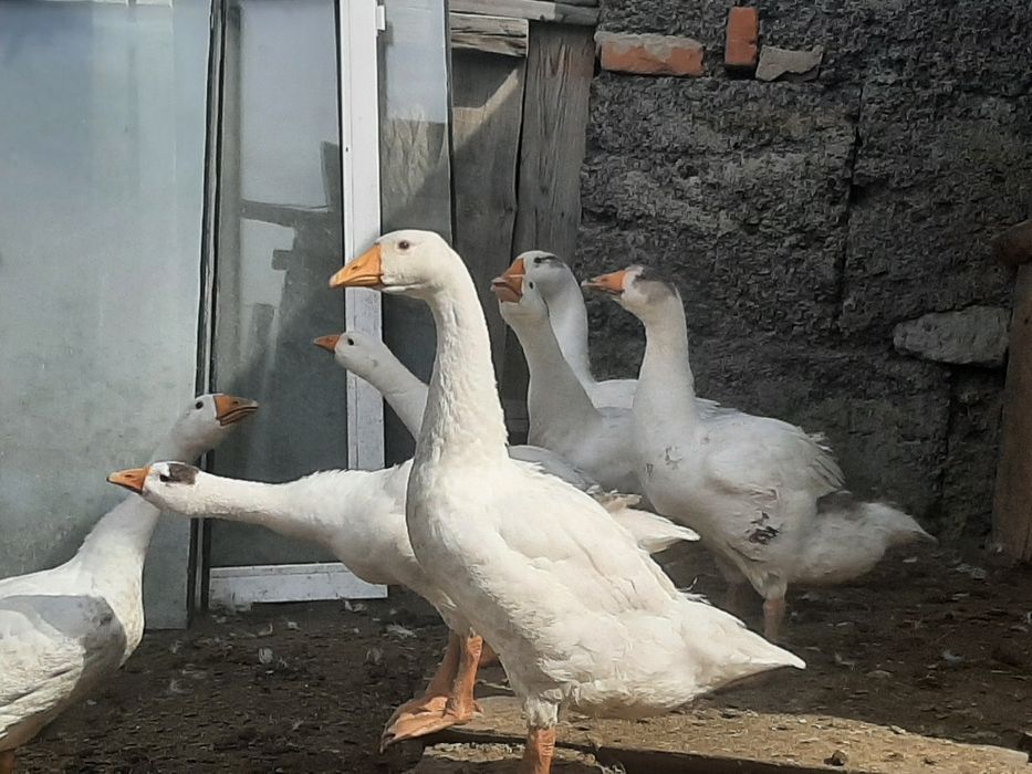 Продам домашних гусей
