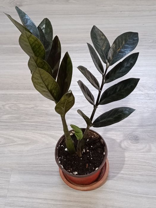 Продам комнатные цветы