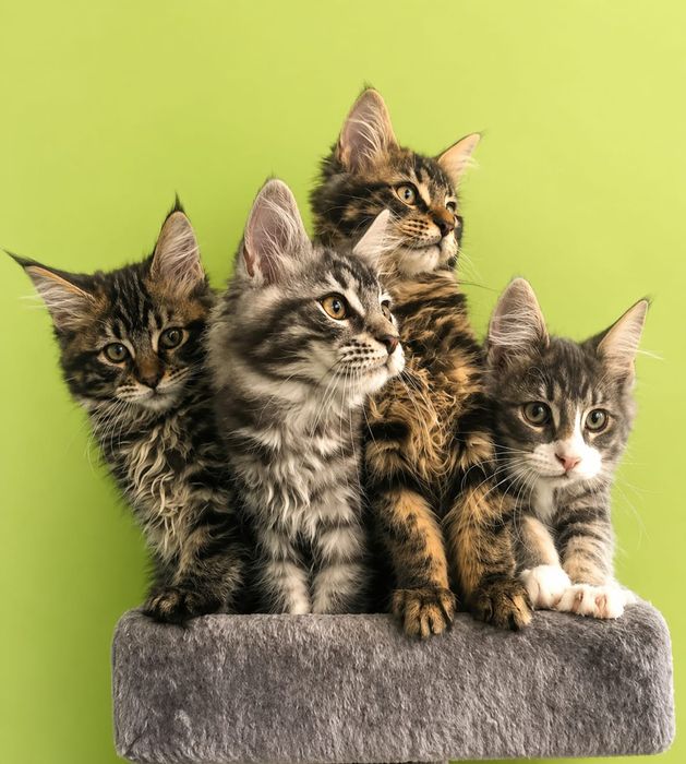 Красивые котята Мейн-Куны