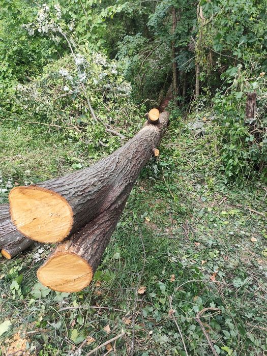 Трупи липа дърво