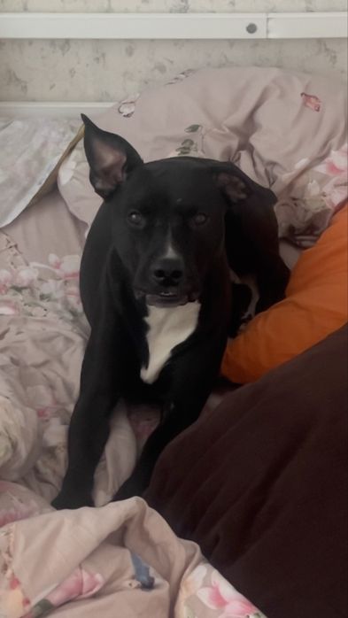 Американский питбуль-терьер