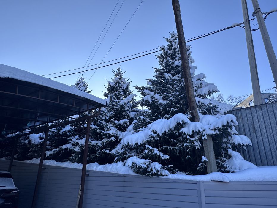 Елка зеленая пышная