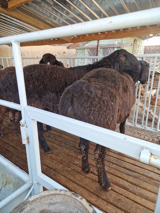 Продаётся бараны