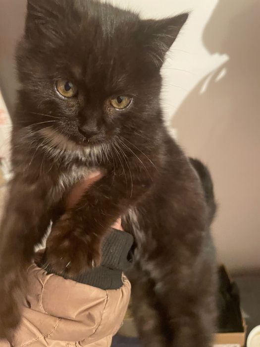 Отдам в добрые руки