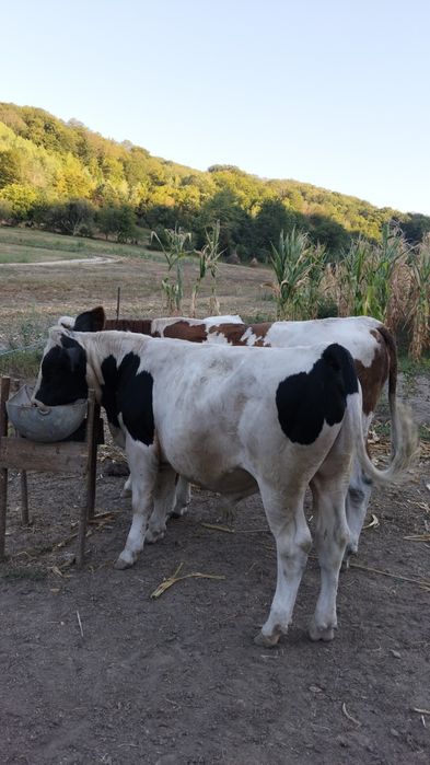 De vânzare patru viței