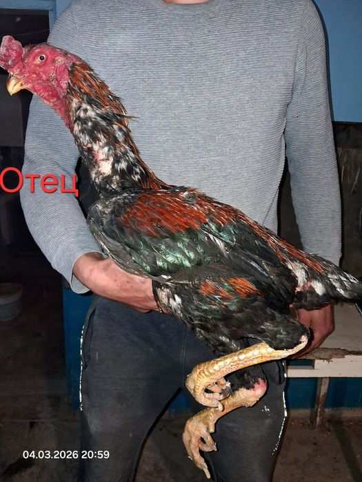 На продаже курочки!