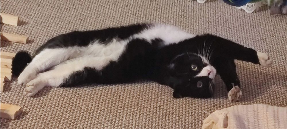 пропал чёрно - белый кот