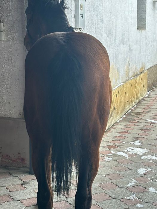 Айғыр айгыр лошдь конь жеребец жылқы