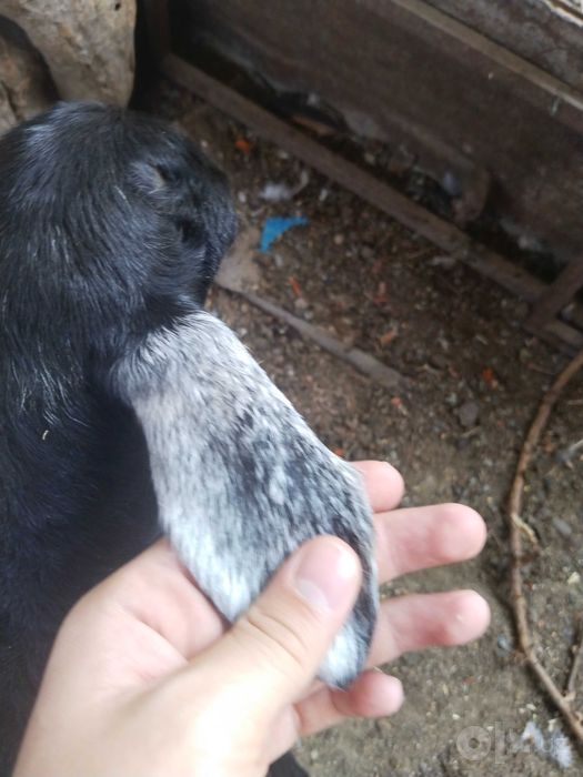 Urg‘ochi qo‘y 2 bolasi bilan 2 bolasi erkak