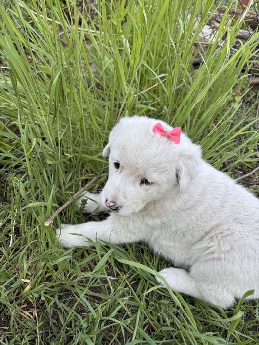 Малки кученца си търсят дом