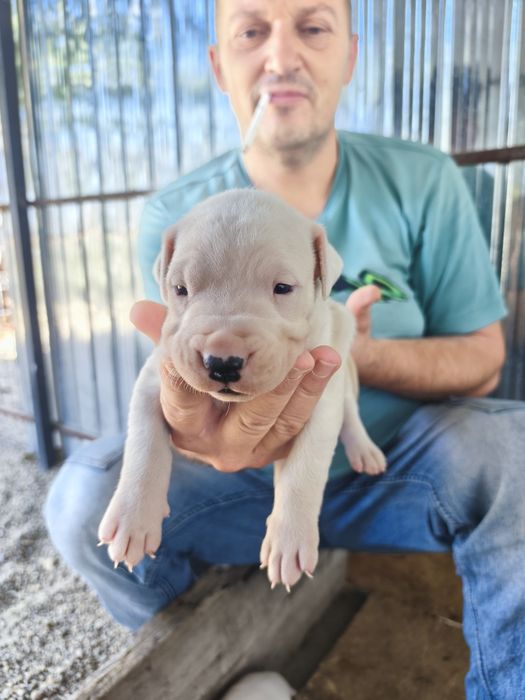 Vând pui Dog Argentinian Dogo Argentino