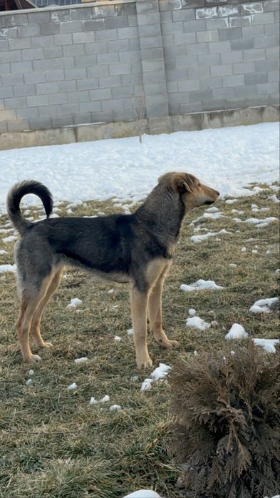 Чудесная Ника, возраст 6 мес., ищет дом