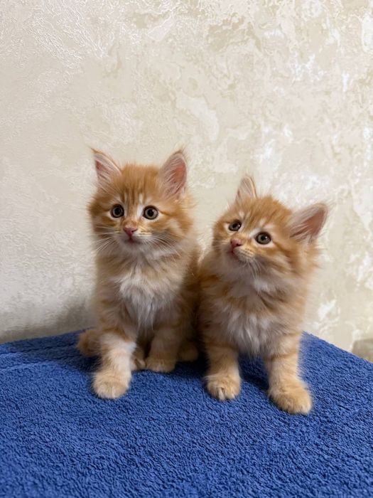 Рыжие сибирские котята
