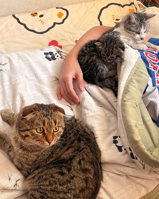 Шотландская вислоухая