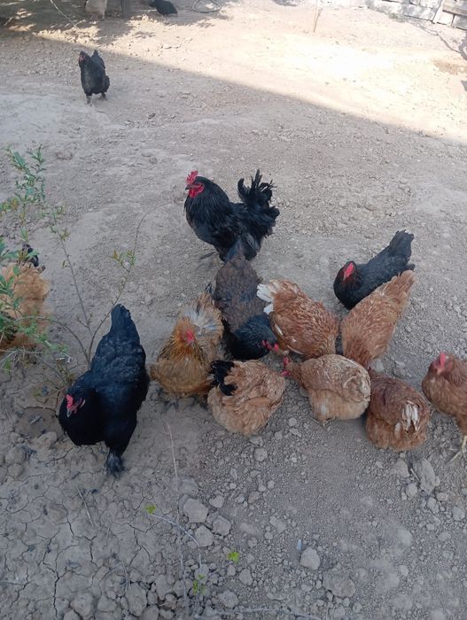 Тауықтар мен қораздар сатылады