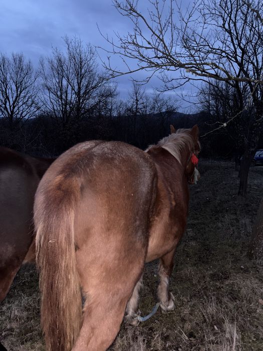 Vand manza de un an si 4 luni